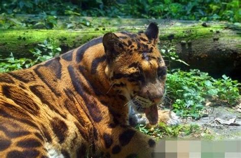 云南原始森林中的云豹情况不容乐观，我们能为这种美丽的大猫做些什么？__凤凰网