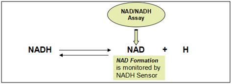 NAD/NADH比率荧光检测试剂盒(红色荧光)