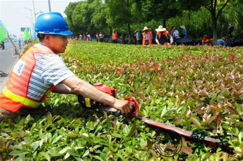 绿化养护与管理 - 繁茂古树名木保护（苏州）有限公司 江苏园林植物总医院