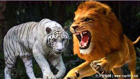 狮子咬死老虎视频罕见！老虎与鳄鱼打架，谁胜利？_腾讯视频