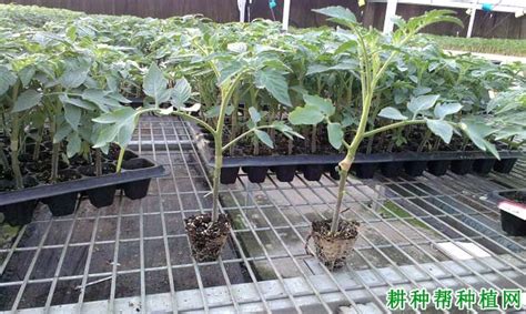 保罗•马森 的图像结果