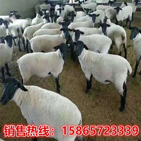 活体羊种羊杜泊绵羊羔大型养殖场出售纯种杜泊绵羊种羊300斤包邮-阿里巴巴