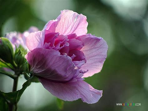 它是韩国的国花，色彩艳丽还是中药，可治痢疾白带|国花|木槿|木槿花_新浪新闻