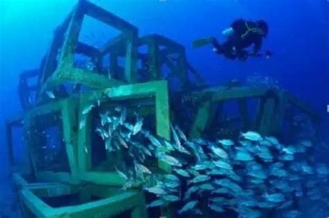 美国200万轮胎打造人工鱼礁，却引发生态灾难，捞22年还剩50万只