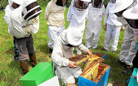 Abeille noire du Cap-Sizun. Lancement des ruchers de fécondation | Le ...