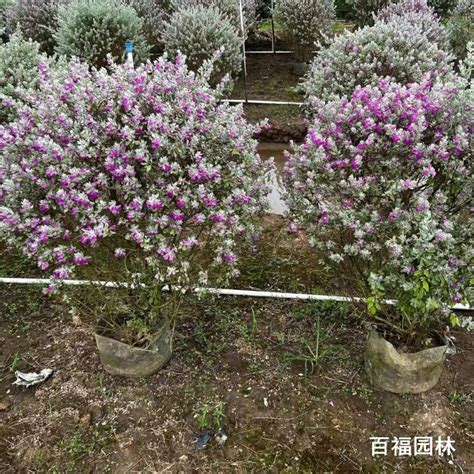 玉芙蓉图片