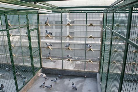 鸽子棚设计图片大全,4米鸽舍建造图片大全,人养60只鸽子棚图_大山谷图库