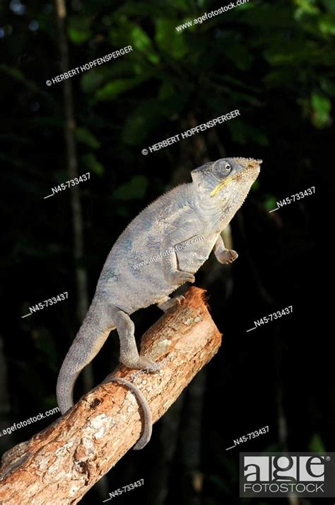 Panther Chameleon (Furcifer pardalis), male, Stock Photo, Picture And ...