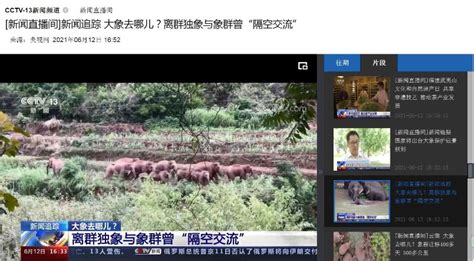 [新闻直播间]一问到底 世界大象日 你了解这些大家伙吗？如何识别亚洲象与非洲象？ _www.isenlin.cn