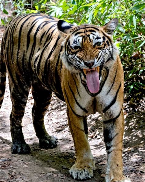 科学网—老虎也有微笑的时候 - 张海霞的博文