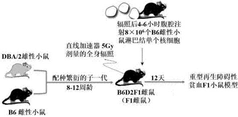 一种建立小鼠重型再生障碍性贫血模型的方法与流程