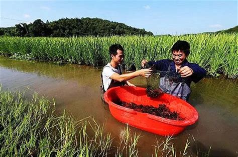 “稻虾共作”生态养殖--启东日报