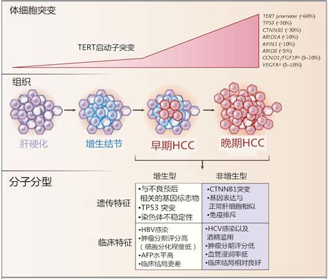 lncRNA的作用机制-技术文章-资讯-广州赛诚生物科技有限公司-服务于您的核心利益！