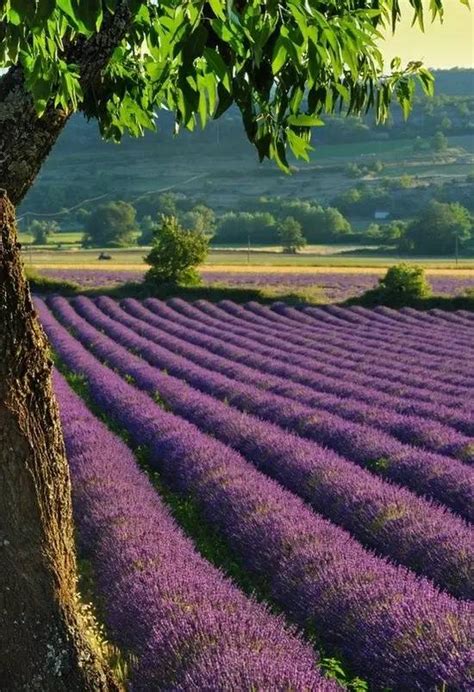 普罗旺斯瓦朗索勒高原上的薰衣草田，法国 (© Shutterstock)