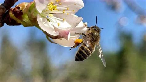 蜜蜂采蜜的句式编儿歌,_大山谷图库