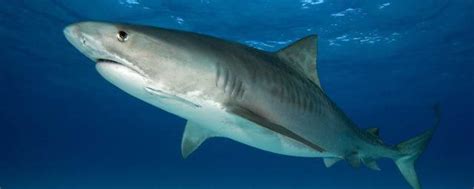 鲨鱼,银唇角鲨,鱼胸鳍,礁鲨,巴布亚新几内亚,在下面,水,鲸鲨,留白,水平画幅摄影素材,汇图网www.huitu.com