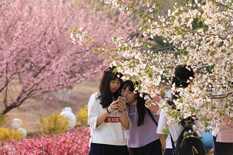 许院樱花，绽放大学“香味儿”-许昌学院官方网站