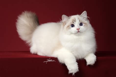 布偶猫图片