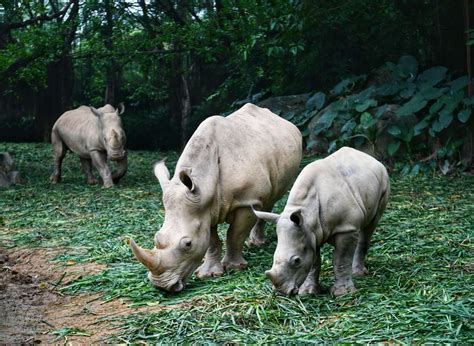 9月22日 世界犀牛日- 中国生物多样性保护与绿色发展基金会