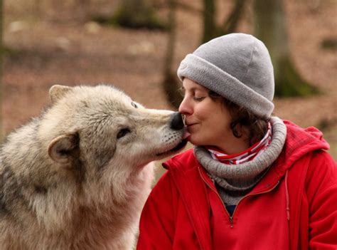 狗-人关系是狼族群社交的延续 而非人类驯化所得|狗|狼_凤凰科技