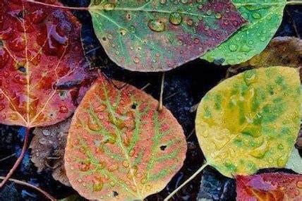 只有一片树叶，怎么才能拍出整个秋天的感觉？ - 北京大画幅摄影俱乐部 - 崇真艺客