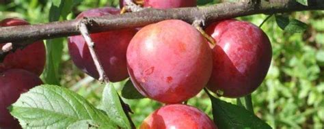 樱桃李的成熟时间，什么是樱桃李-农百科