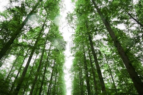森林的作用有哪些（森林的8大好处）-碳中和资讯网