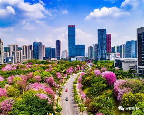 持续30年，柳州打造了这张“生态名片”，让城市声名远播_月季