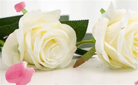 白玫瑰的花语和寓意_送白玫瑰代表什么意思_学习力