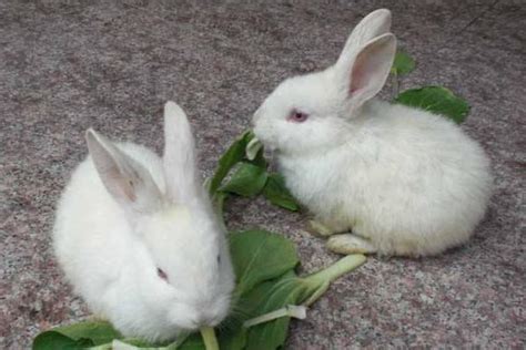 养兔子要喂水吗,家里养兔子给它吃什么 - 达达搜