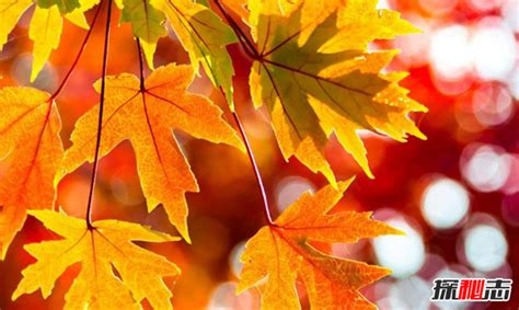 秋季森林 叶子 秋季 出现 秋天的落叶 秋天的颜色 秋天树叶图片免费下载 - 觅知网