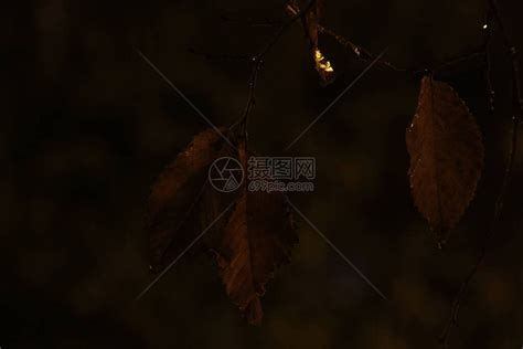 秋天的夜晚公园高清图片下载-正版图片506686728-摄图网
