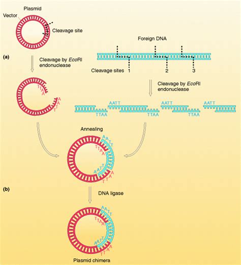 一文读懂：质粒DNA基因治疗药物的发展及其关键技术 - 脉脉