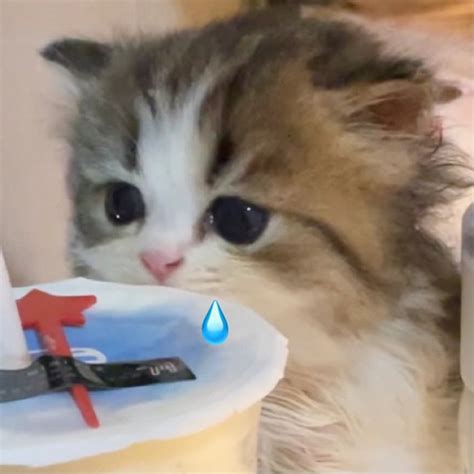猫猫头图片