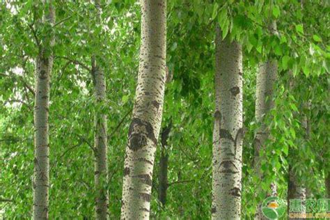 杨树简介，是著名的经济树种 - 农宝通