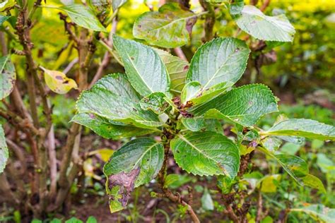 Premium Photo | Hydrangea common names hydrangea or hortensia