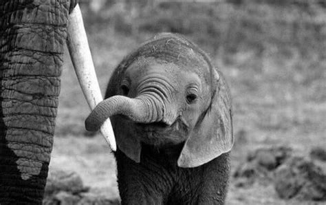 观察大象，重点要观察——全能的象鼻| 果壳 科技有意思