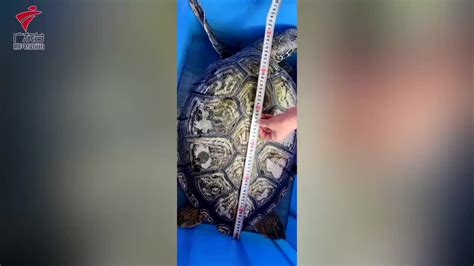 男子捡到“乌龟”，养了7年发现不对劲，警方赶到将乌龟带走|乌龟|鹰嘴龟|陆龟_新浪新闻