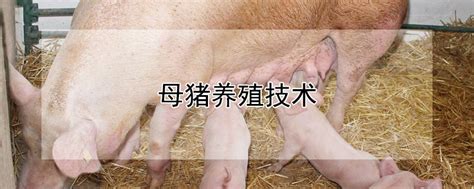 母猪养殖技术 —【发财农业网】