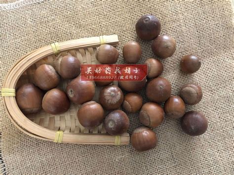 象态橡栗象图片