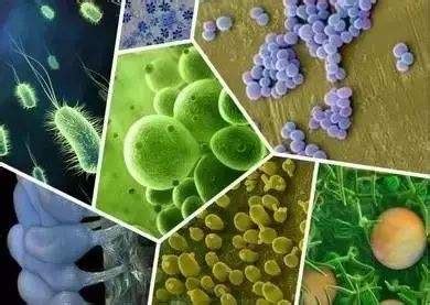 农业部允许使用的15种微生态，及微生态在水产养殖中的意义_杆菌