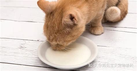 【乳糖不耐】牛奶中的乳糖可能会杀死你的猫猫｜猫猫喝牛奶风险大于营养｜再见宝贝高端宠物善终连锁 - 知乎