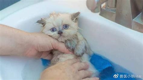 洗澡的猫图片素材 洗澡的猫设计素材 洗澡的猫摄影作品 洗澡的猫源文件下载 洗澡的猫图片素材下载 洗澡的猫背景素材 洗澡的猫模板下载 - 搜索中心