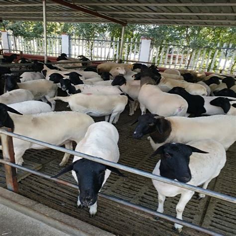 种羊价格养殖技术 全国-食品商务网