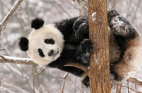 为什么大熊猫没有天敌，战斗力也不差，还这么怂呢？