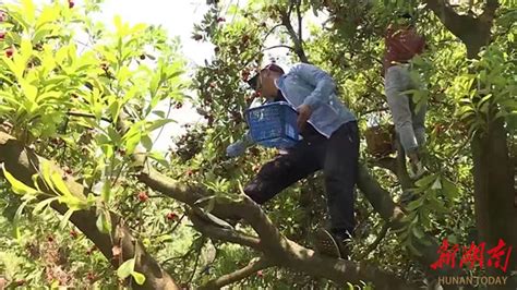 又是一年杨梅季，爬树采摘须当心 - 新湖南客户端 - 新湖南
