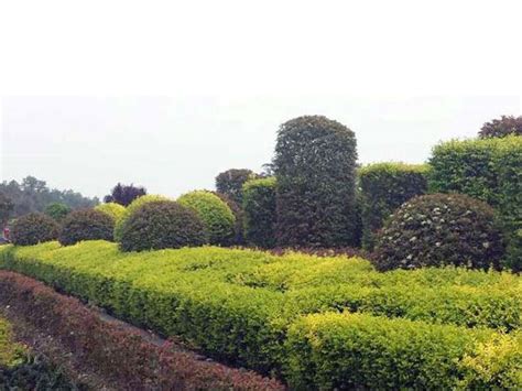 绿化苗木案例_景观花海,时令草花,宿根花卉,绿化苗木,水生植物,五色草造型,月季-青州泽绿花卉苗木有限公司