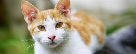 适合橘猫的可爱名字-橙色的猫咪取什么名字可爱-酷派宠物网