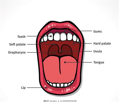 口腔解剖图 （值得收藏）