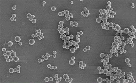 一种丝素蛋白纳米微球及其制备方法与流程